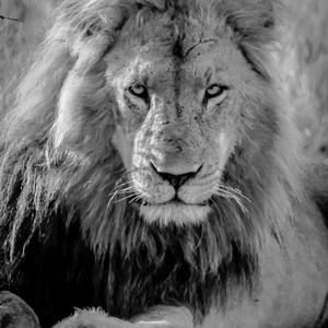 Meet your Posher, Sani